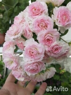 Та Эммануэль пеларгония