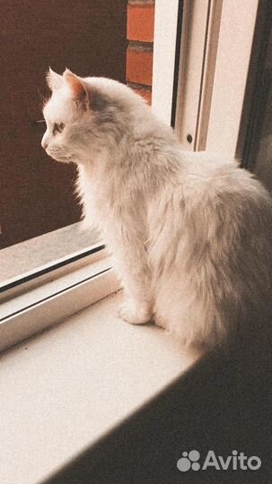 Кот глухой в добрые руки