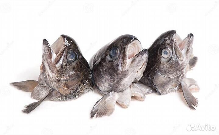 Головы рыб форели,лосося,сёмги оптом