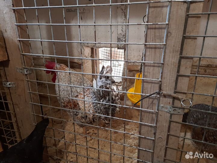 Молодки, семья, цыплята, яйцо