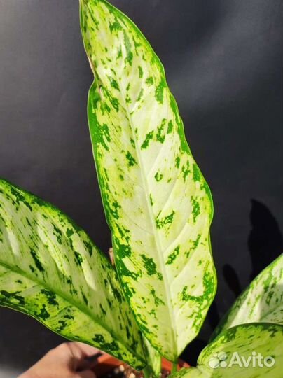 Диффенбахия Везувий - Dieffenbachia Vesuvius