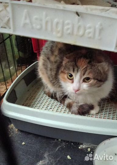 Кошечка трехцветочка
