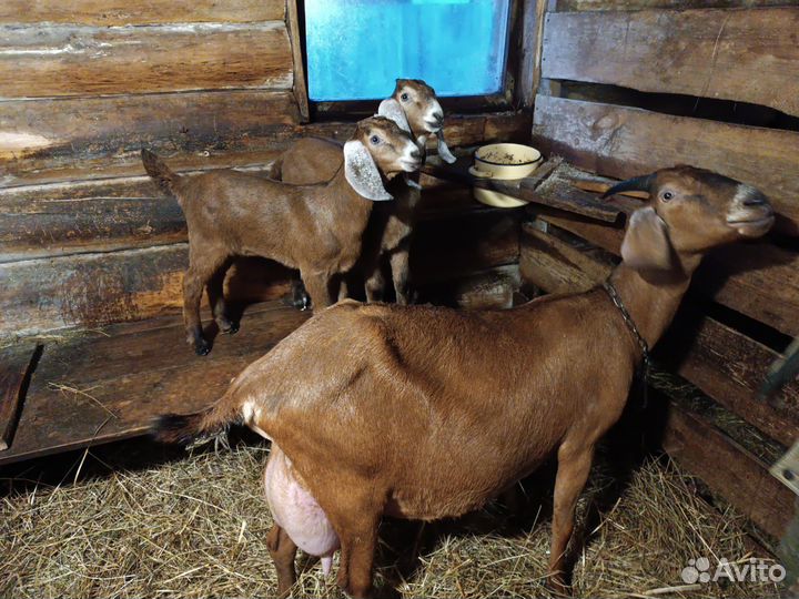 Продам козлят