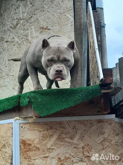 Американский булли