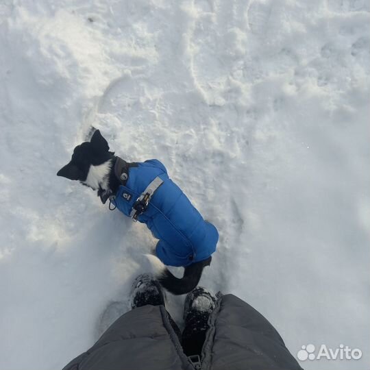 Комбинезон для собак М