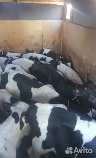 Телята бычки