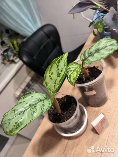 Комнатные цветы