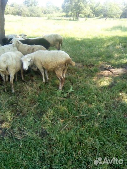 Овцы бараны