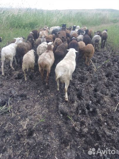 Продам барана овец