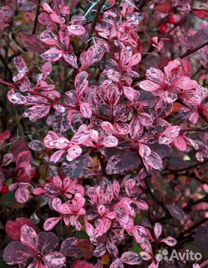 Барбарис арлекин (harlequin)