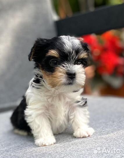 Красивые малыши Бивер терьер