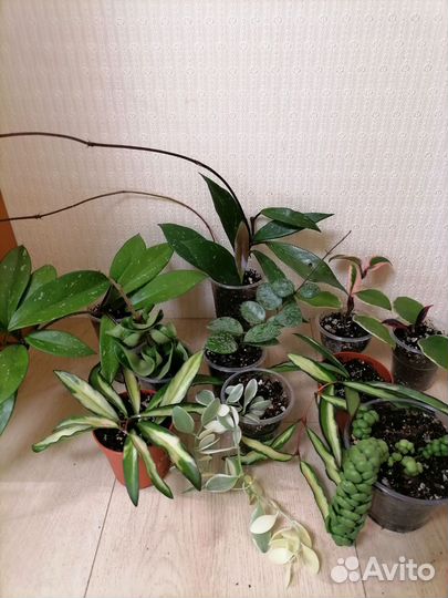 Хойи и дисхидии