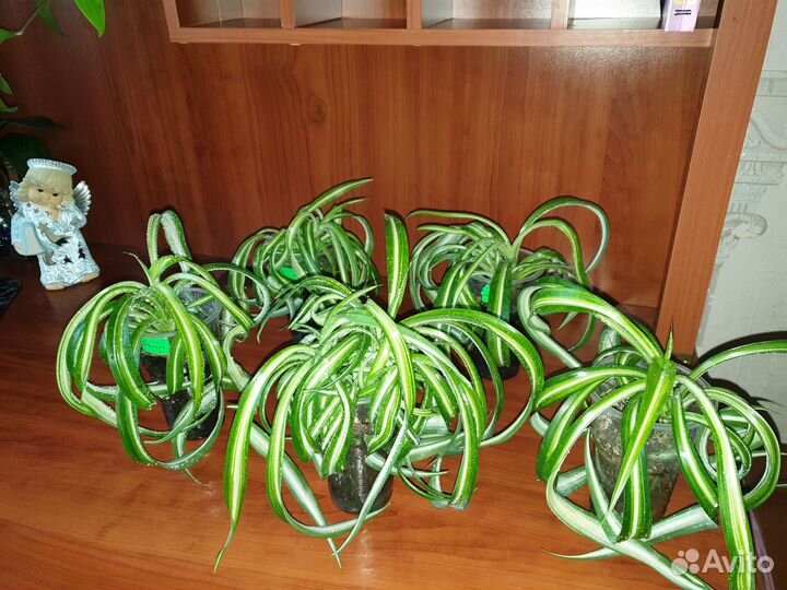 Фиалка Танцор диско, хлорофитум Бонни