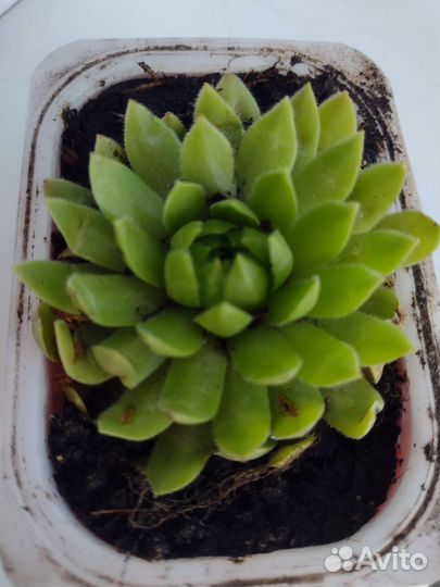 Молодило каменная роза