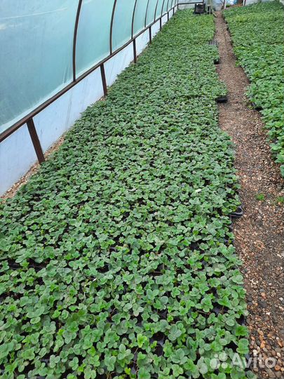 Клубника, кассетная рассада на июль