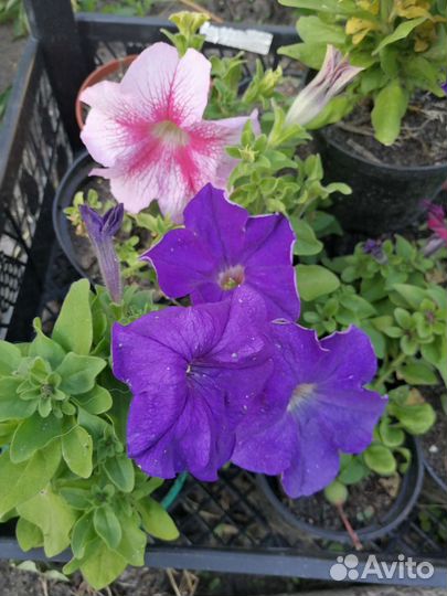 Петунья рассада