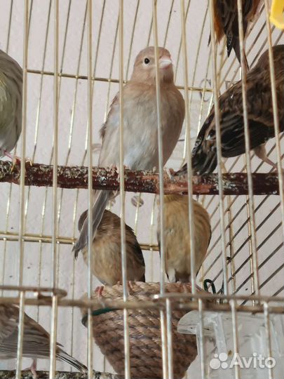 Птенцы канарейки, Кенара и Канарейки