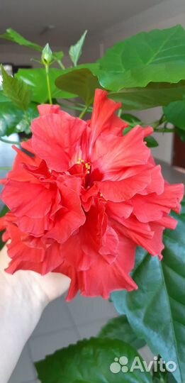 Кливия, гиппеаструм, шлюмбергера