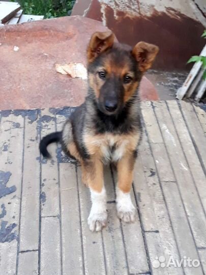 Щенки в охрану