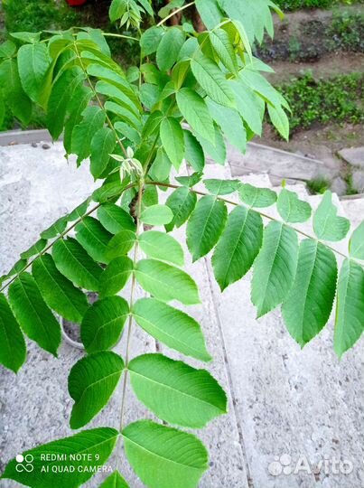 Маньчжурский орех, клён, ёлочки, рябина