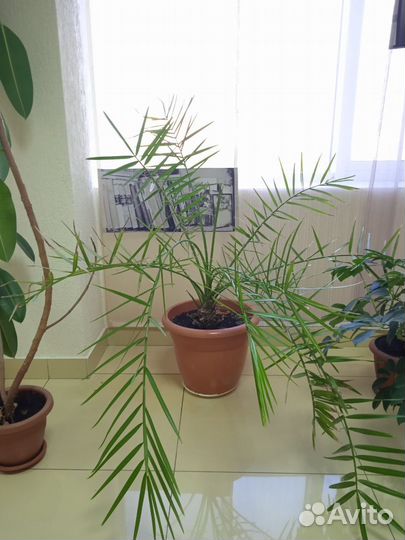 Финиковая пальма