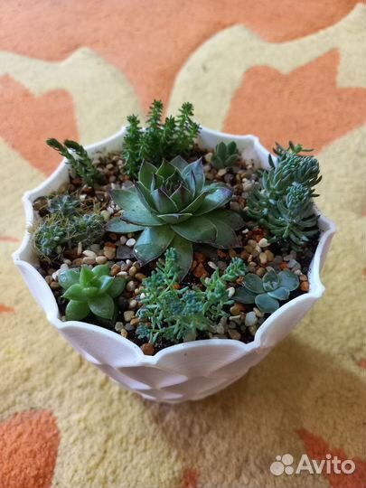 Садик из суккулентов