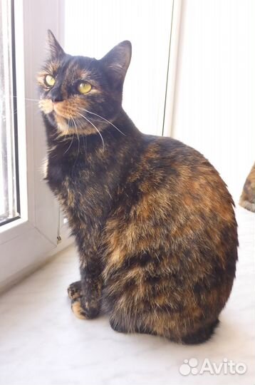 Кошка Клякса