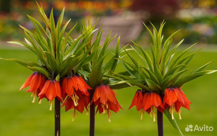 Рябчик императорский