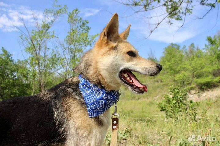 Собака Байкал