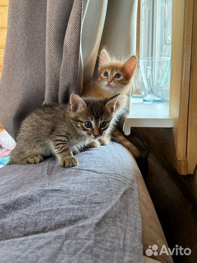 Рыжий котенок для денег и счастья