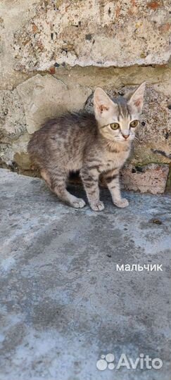 Котята бесплатно