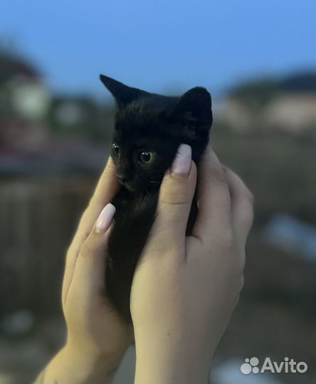 Котята бесплатно