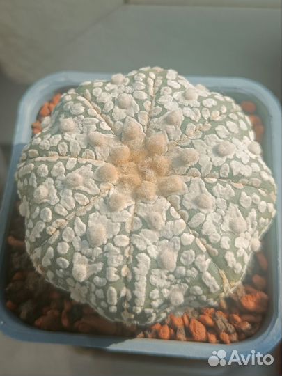 Астро красота