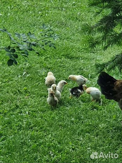 Карликовая бентамка и цыплята