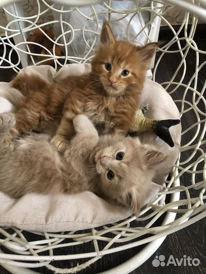 Котята мейкун