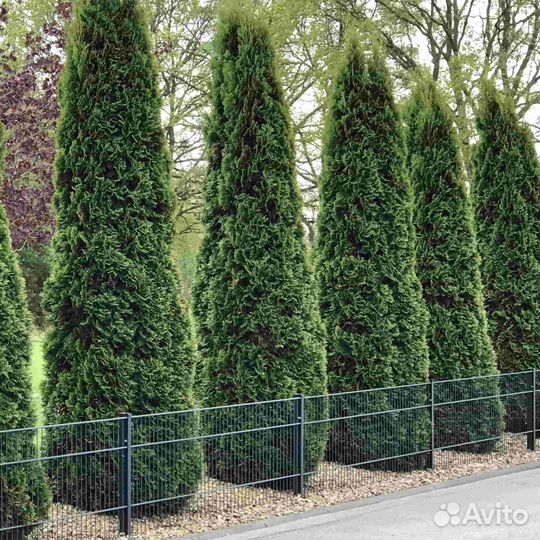 Туя колумна 1,9 м