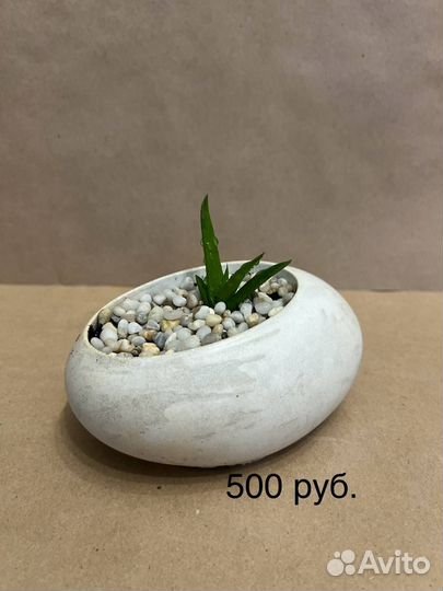 Суккуленты