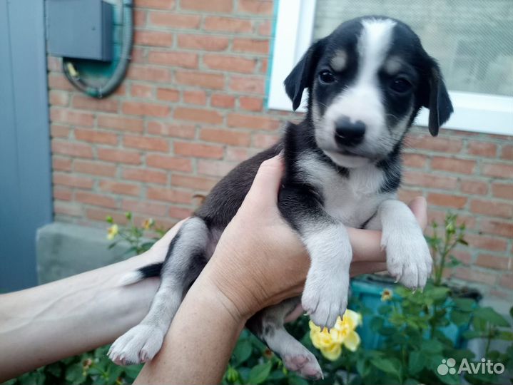 Отдаём щенков