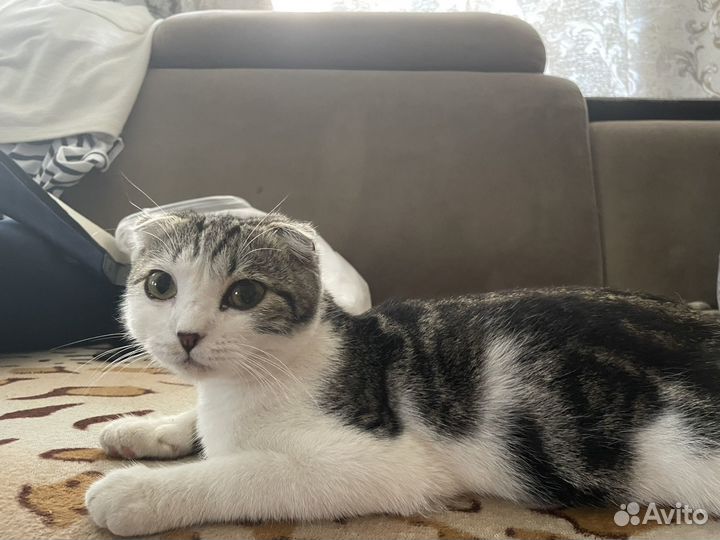 Котик ищет дом
