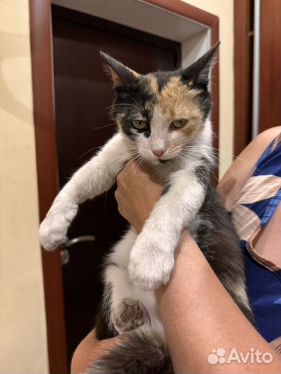 Кошка в добрые руки