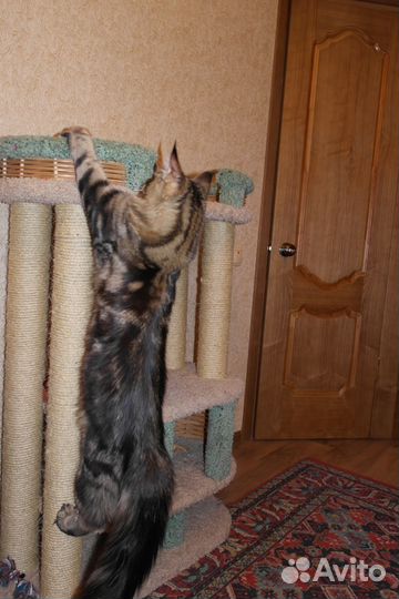 Кот мейн-кун ищет кошку для вязки