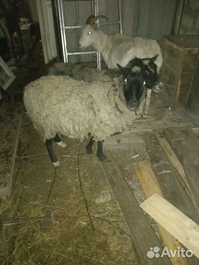 Коза, бараны, корова