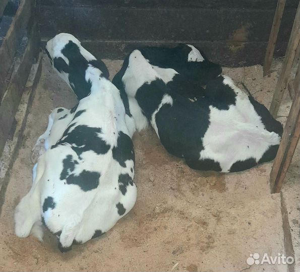 Бычки, телята