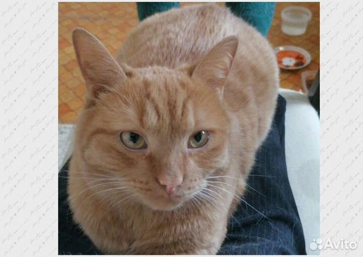 Котик Рыжий
