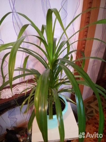 Комнатные цветы