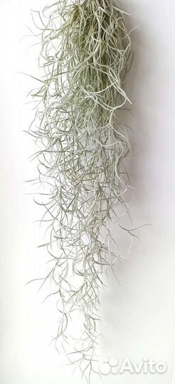 Тилландсия атмосферная уснеевидная