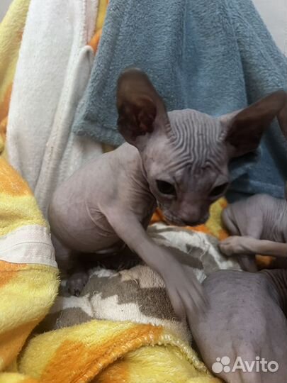 Донской сфинкс котята