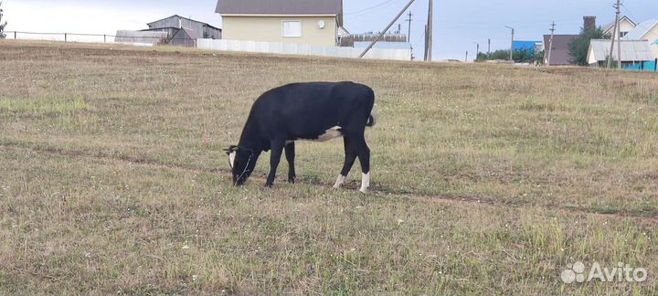 Телки стельная