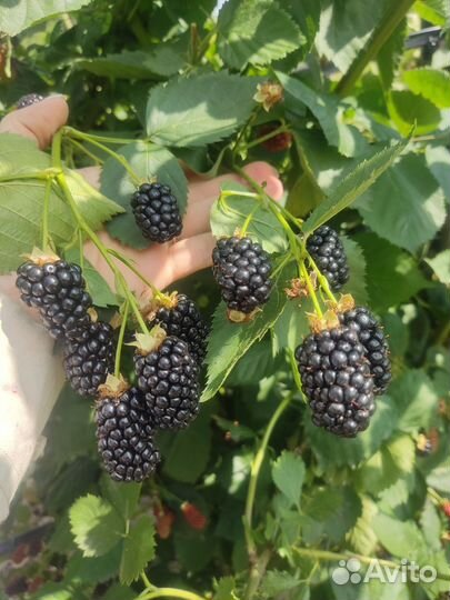 Ежевика Блек Джем, Прайм Арк Фридом