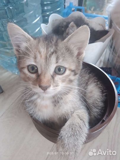 Отдам котят